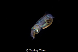 Shining in the dark/Bobtail Squid//Lembeh, Indonesia/Cano... by Yuping Chen 
